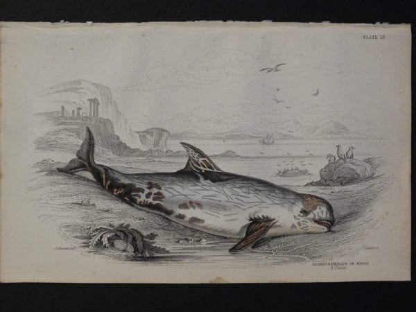 Lizar Whales Globicephalus of Risso Pl 18