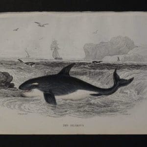 Lizar Whales Grampus Pl 20 Killer Whale, a charming antique engraving c.1860.