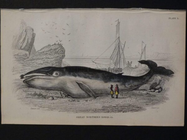Lizar Whales Great Northern Rorqual Pl 5, engraving depicts the successful beaching of the subject.