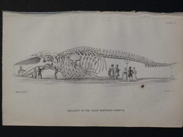 Old engraving showing 9 people inspecting a huge Great Northern Whale or Rorqual Skeleton Pl 6 from Naturalist's Library.