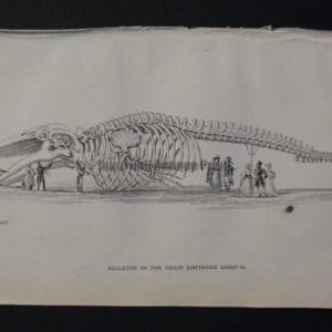 Old engraving showing 9 people inspecting a huge Great Northern Whale or Rorqual Skeleton Pl 6 from Naturalist's Library.