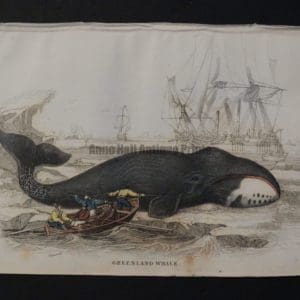 Lizar Whales Greenland Whale Pl 11, scene depicts 5 men in rowboat, 2 of them are harpooning a baleen. $125.