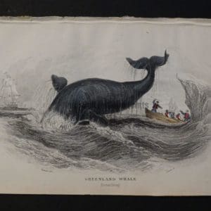 Lizar Whales Greenland Whale Pl 4. The subject is breaching, whaleboat, oarsmen, harpooning, icebergs.