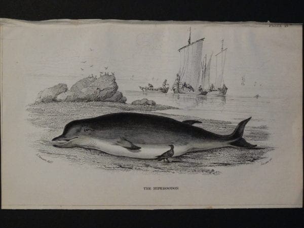 Lizar Whales Hyperoodon Pl 13