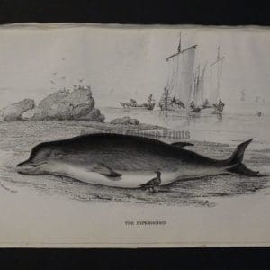 Lizar Whales Hyperoodon Pl 13