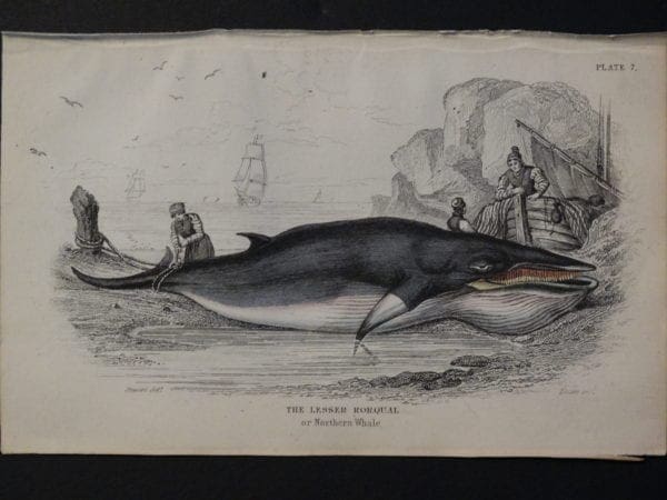 Lizar Whales Lesser Rorqual Pl 7 a Northern species.