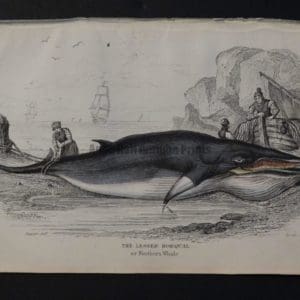 Lizar Whales Lesser Rorqual Pl 7 a Northern species.