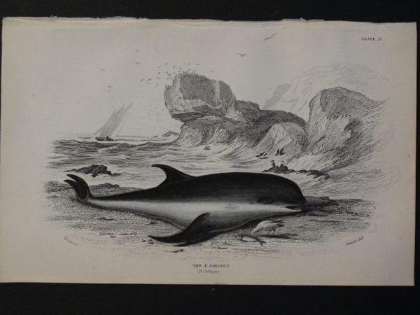 Lizar Whales P. Griseus Pl 21