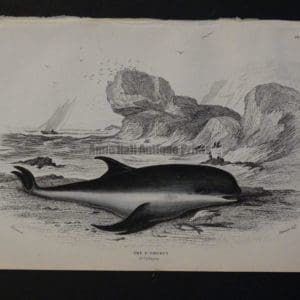 Lizar Whales P. Griseus Pl 21