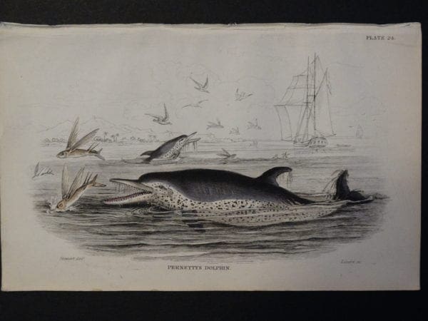 Lizar Whales Pernettys Dolphin Pl 24, subjects are jumping out of the water to catch flying fish.