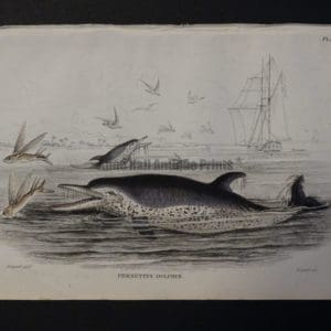 Lizar Whales Pernettys Dolphin Pl 24, subjects are jumping out of the water to catch flying fish.