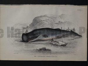 Lizar Whales Spermaceti Whale Pl 8. Engraving depicts the whaleboat has successfully beached the subject.