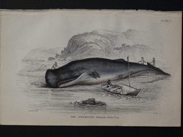 Lizar Whales Spermaceti Whale Pl 8. Engraving depicts the whaleboat has successfully beached the subject.