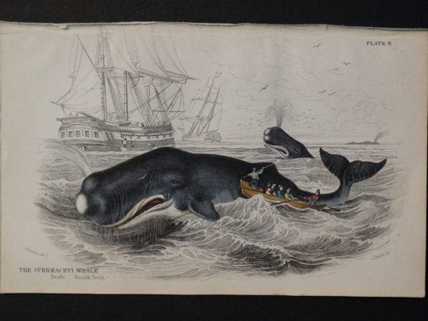 Lizar Whales Spermaceti Whale Pl 9