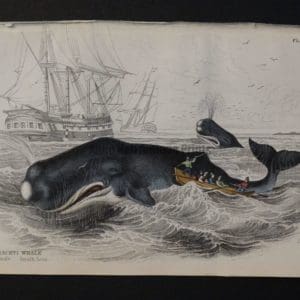Lizar Whales Spermaceti Whale Pl 9