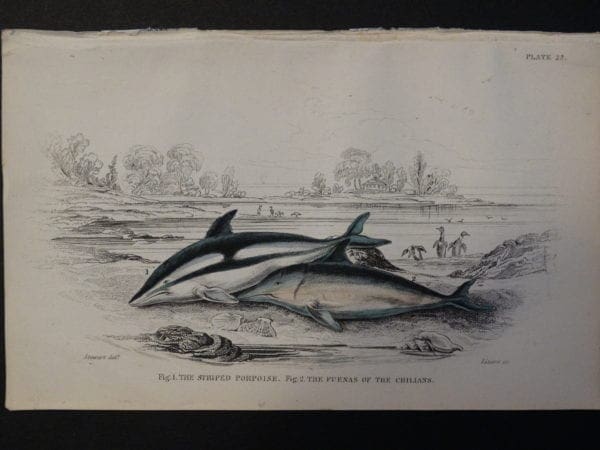 Lizar Whales Striped Porpoise Pl 22