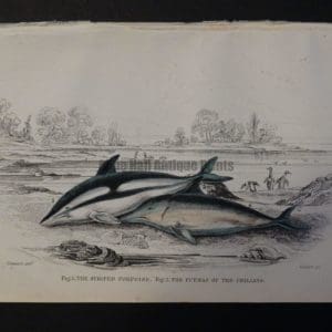 Lizar Whales Striped Porpoise Pl 22