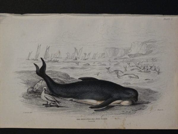 Lizar Whales The Deductor or Caing, Pl 17