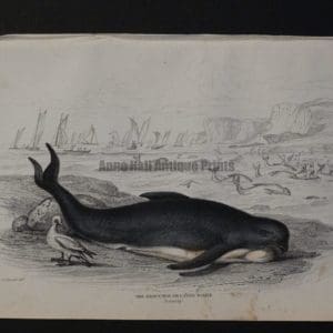 Lizar Whales The Deductor or Caing, Pl 17