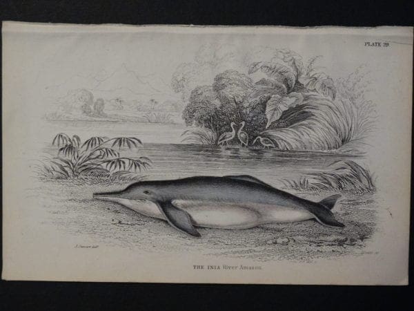 Lizar Whales The Inia Pl 29