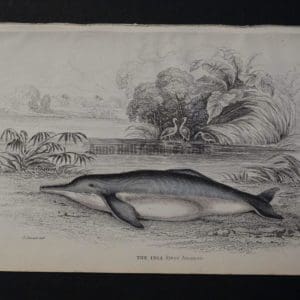 Lizar Whales The Inia Pl 29