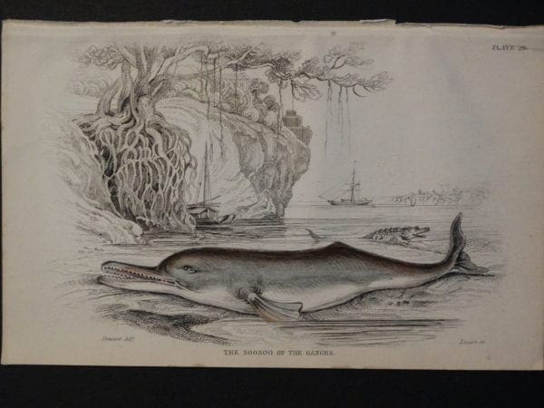 Lizar Whales The Soosoo of the Ganges Pl 28
