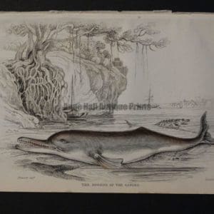 Lizar Whales The Soosoo of the Ganges Pl 28