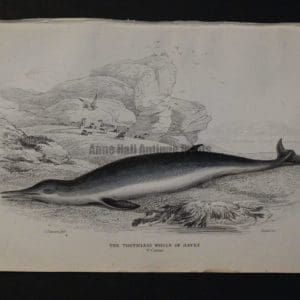 Lizar Whales Toothless Whale of Havre Pl 14