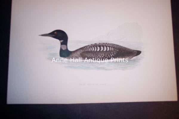 Loon 1890 English H/C Engraving 6 1/2 x 9 1/2" #1137 125.