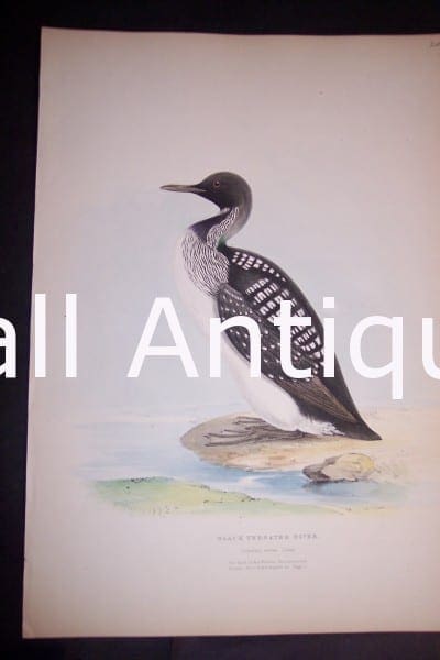 Loon print. English hand colored Lithograph published by Meyers in 1860. #1138. $200.