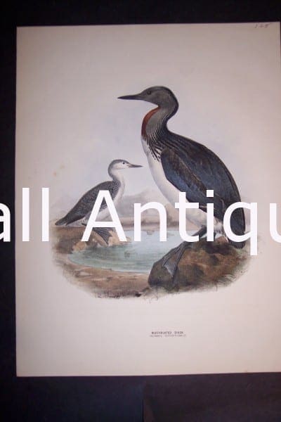 Loon English H/C Lithograph by Dresser. 1871-1898. 9 1/2 x 12 1/2" # 1140 $125.