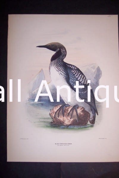 Loon English H/C Lithograph by Dresser. 1871-1898. 9 1/2 x 12 1/2" # 1141 $175.