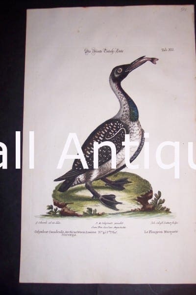 Loon 1748 H/C Copper Plate Engraving by George Edwards, Nuremburg, 9 1/2 x 15" #1142 500.