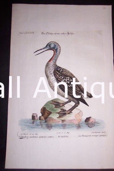 Loon 1748 H/C Copper Plate Engraving by George Edwards, Nuremburg, 9 1/2 x 15" #1143 400.