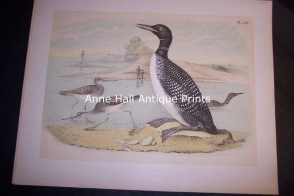 Loon Chromolithograph by Studer 1865 11 1/2 x 14 1/2" #1144 $150.