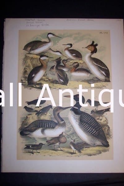 Loon Chromolithograph by Studer 1145