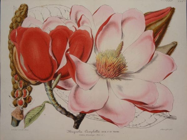 Magnolia Campbellii by Verschaffelt, $225.