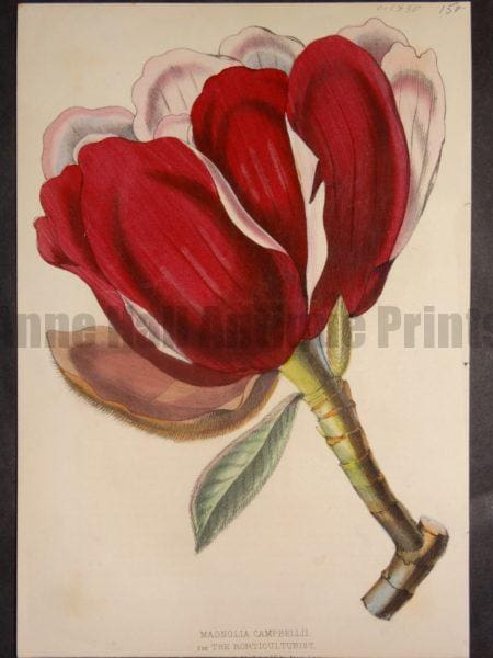 Magnolia Campbellii, $150.