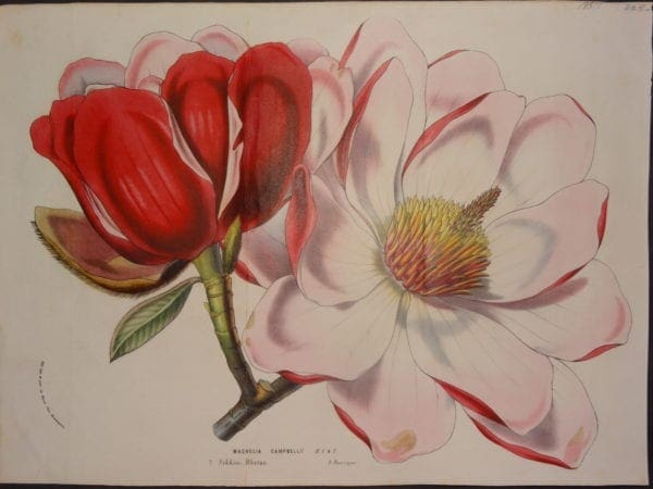 Magnolia Campbellii by Van Houteano, $225.