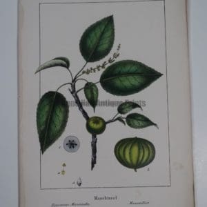 Manchineel