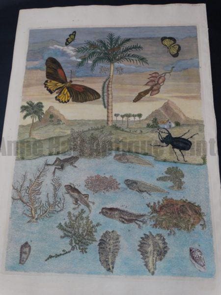 Maria Merian Frog Transformations with Palm Tree $3800.