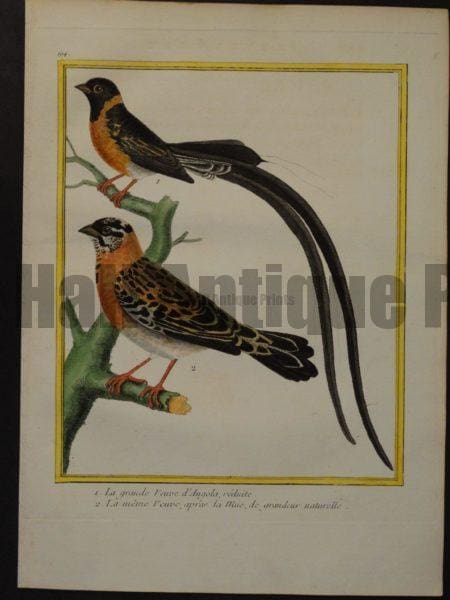 Martinet 194, La grande Veuve d'Angola, reduite  