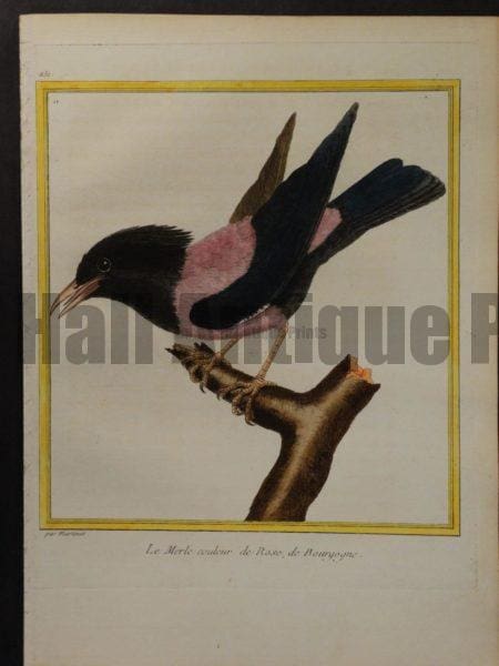 Martinet 251, Le Merle couleur de Rose, de Bourgogne, pink and black bird.