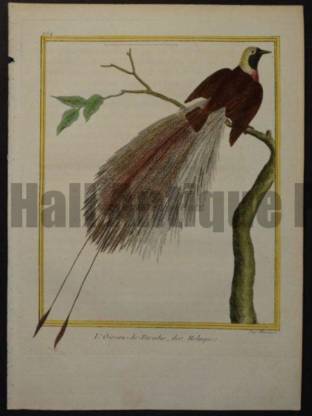 Martinet 254, L'Oiseau-de-Paradis, des Moluques