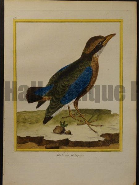 Martinet 257, Merle, des Moluques