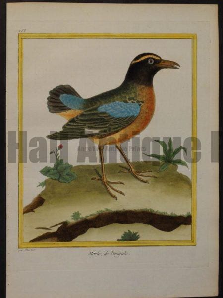 Martinet 258, Merle, de Bengale 