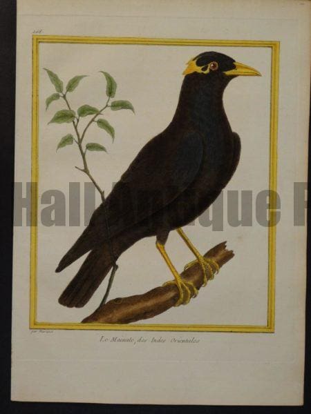 Martinet 268, Le Mainate, des Indes Orientales.