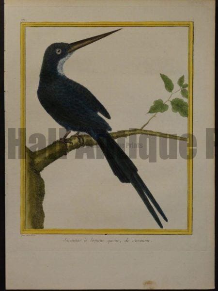 Francois Nicolas Martinet engravings.   Martinet 271, Jacamar a longue queue, de Surinam.  