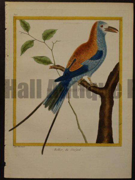 Martinet 326, Rollier, du Senegal.  Fork tailed Roller.  $350. 