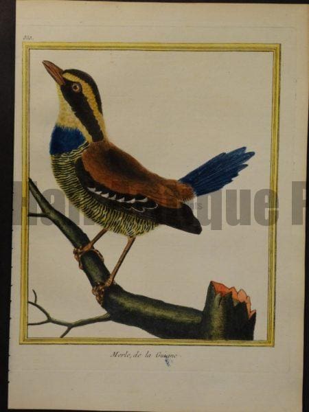 Martinet 355, Merle, de la Guiane., a rare antique bird engraving.